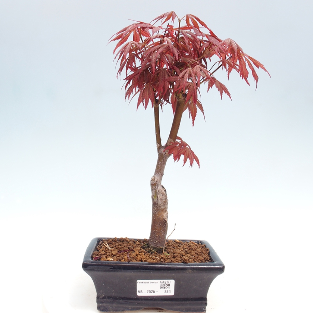 Bonsai im Freien - Acer-Palme. Atropurpureum-Palmenblatt-Ahorn