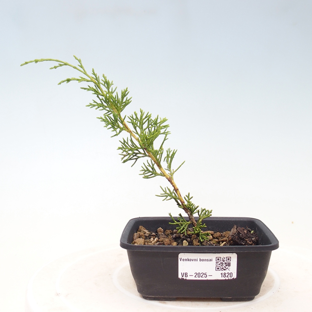 Outdoor bonsai - Juniperus chinensis Itoigawa - Chinese juniper