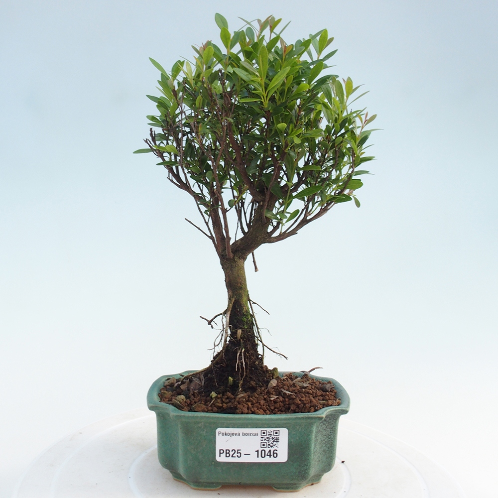 Zimmer Bonsai - Syzygium - Pimentovník