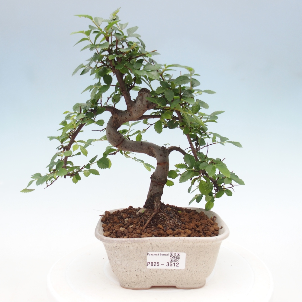 Zimmerbonsai - Ulmus parvifolia - Kleinblättrige Ulme