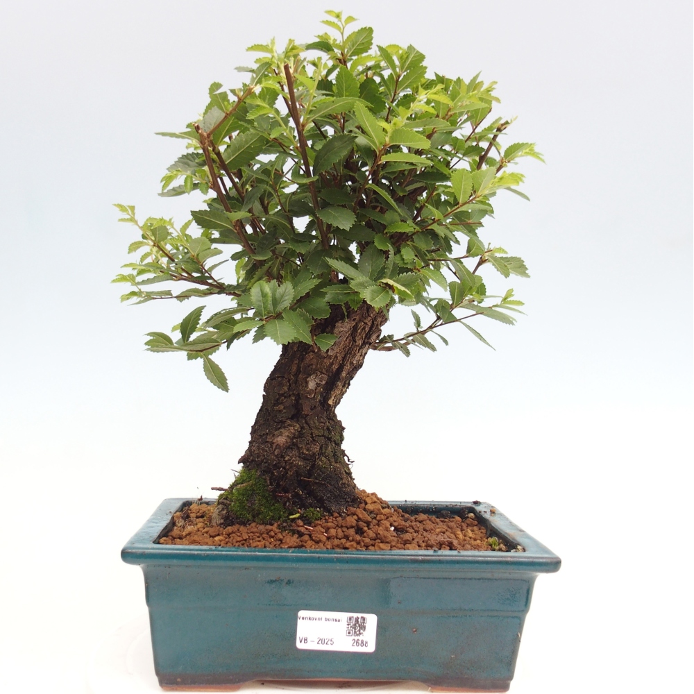 Bonsai im Freien - Zelkova - Zelkova NIRE