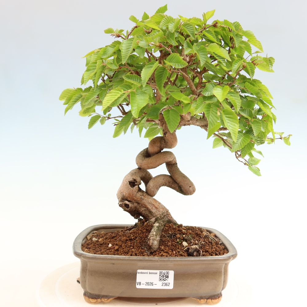 Bonsai für draußen - Karpinus Coreana - Koreanische Hainbuche