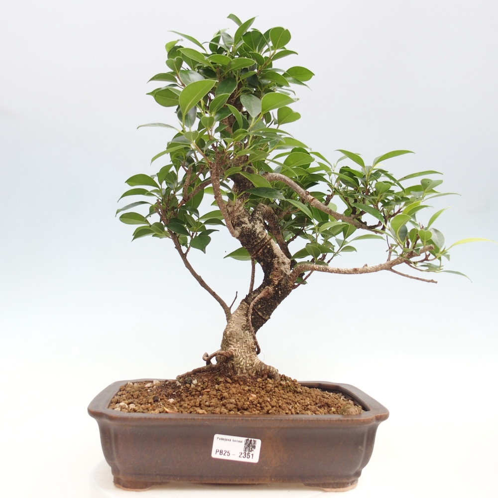 Zimmerbonsai - Ficus kimmen - kleinblättriger Ficus