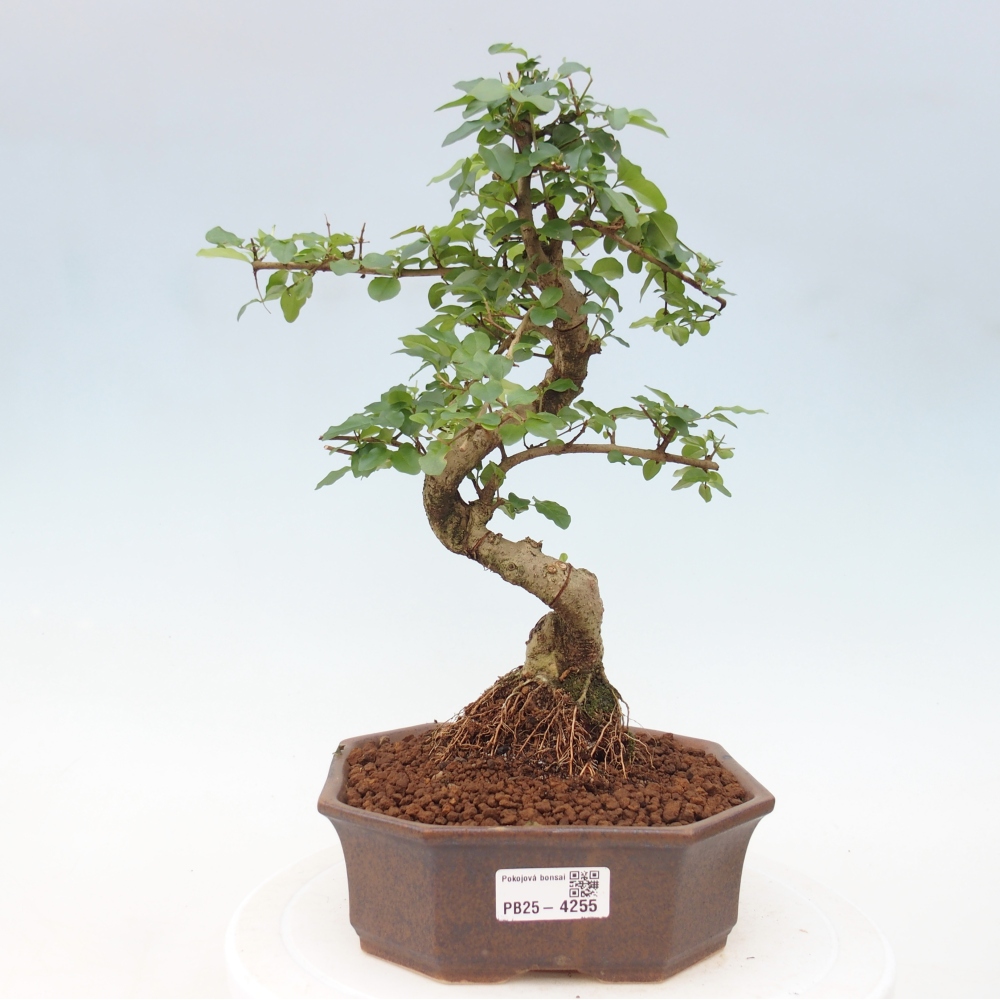 Zimmer Bonsai -Ligustrum chinensis - Vogelschnabel