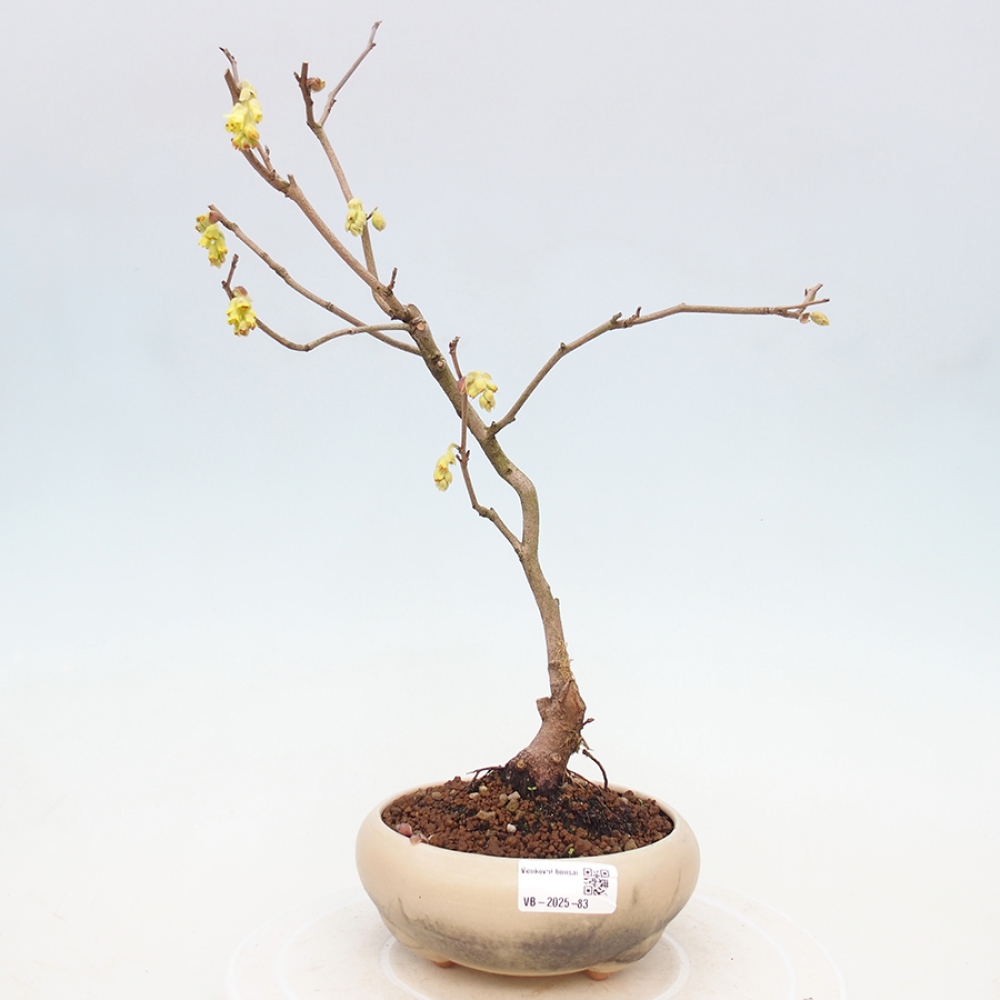 Bonsai im Freien - Haselnuss - Corylopsis Spicata
