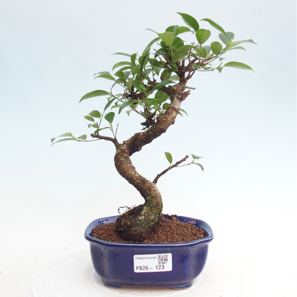 Zimmerbonsai - Ficus retusa - Kleinblättriger Ficus