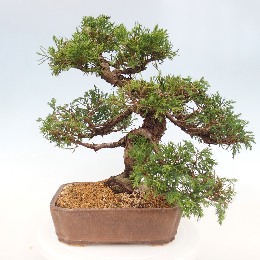 Outdoor bonsai - Juniperus chinensis Itoigawa - Chinese juniper