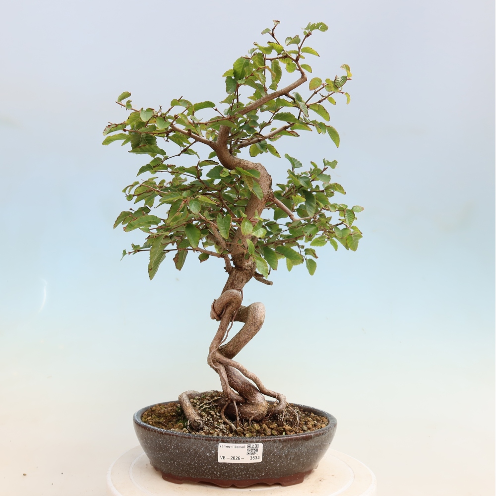 Bonsai für draußen -Carpinus CARPINOIDES - Koreanische Hainbuche