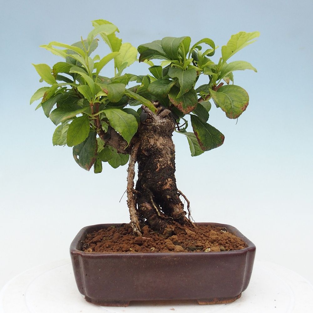 Outdoor-Bonsai - Celastrus Jesenec