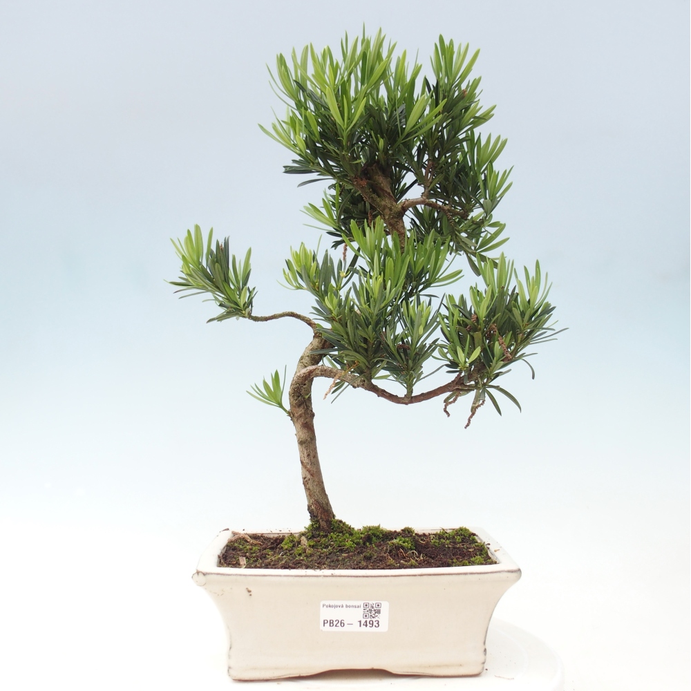 Zimmerbonsai - Podocarpus - Stein-Eibe
