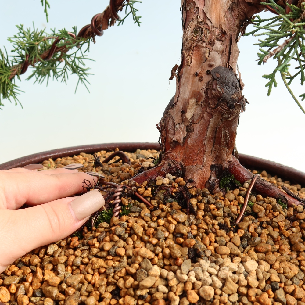 Bonsai für draußen - Juniperus chinensis Kishu