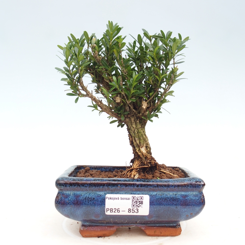 Zimmer Bonsai - Buxus harlandii - Korkbuxus