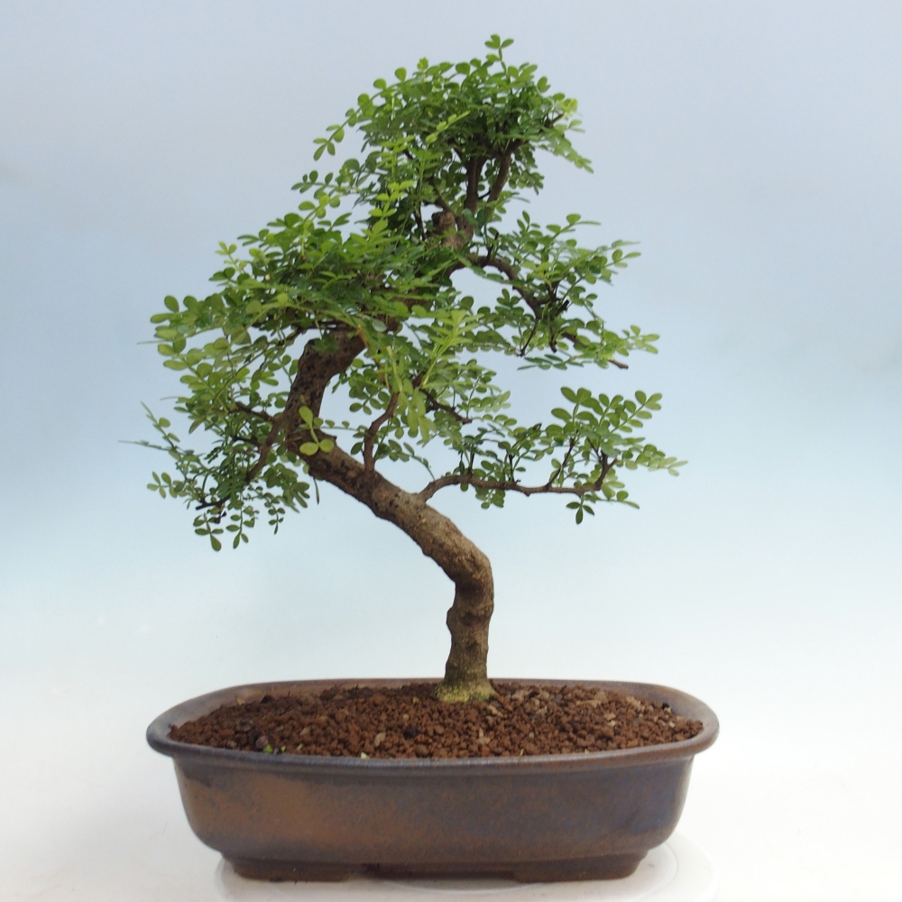 Zimmer Bonsai - Zantoxylum piperitum - Pfefferbaum