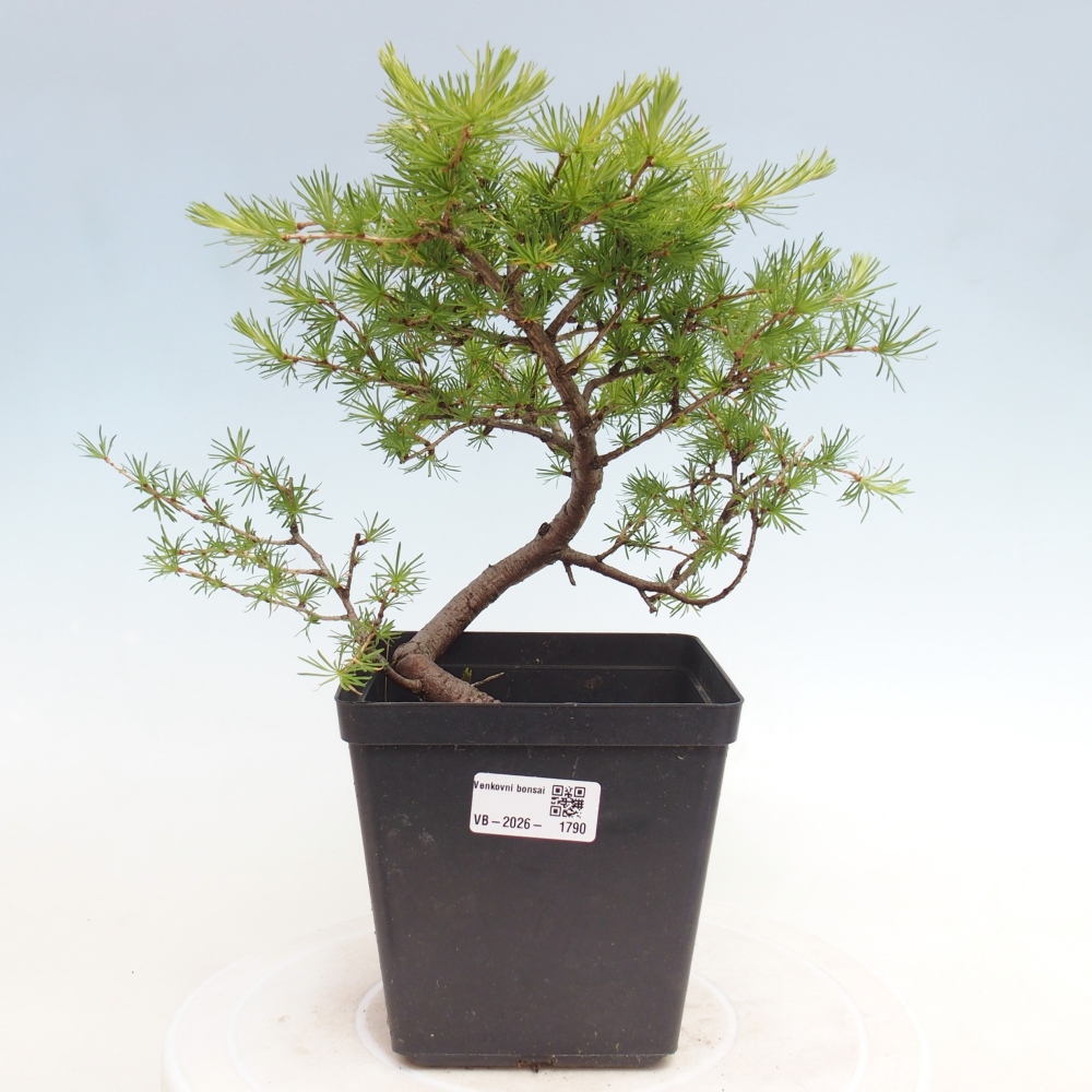 Bonsai für draußen -Larix decidua - Lärche
