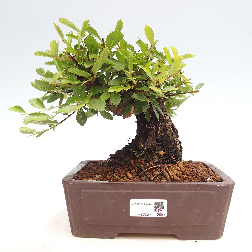 Bonsai im Freien - Zelkova - Zelkova NIRE