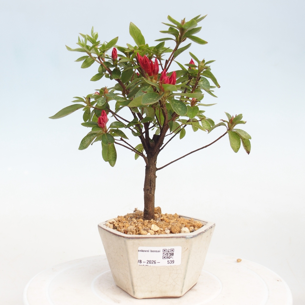 Bonsai für draußen - Japanische Azalee - Azalea sp.