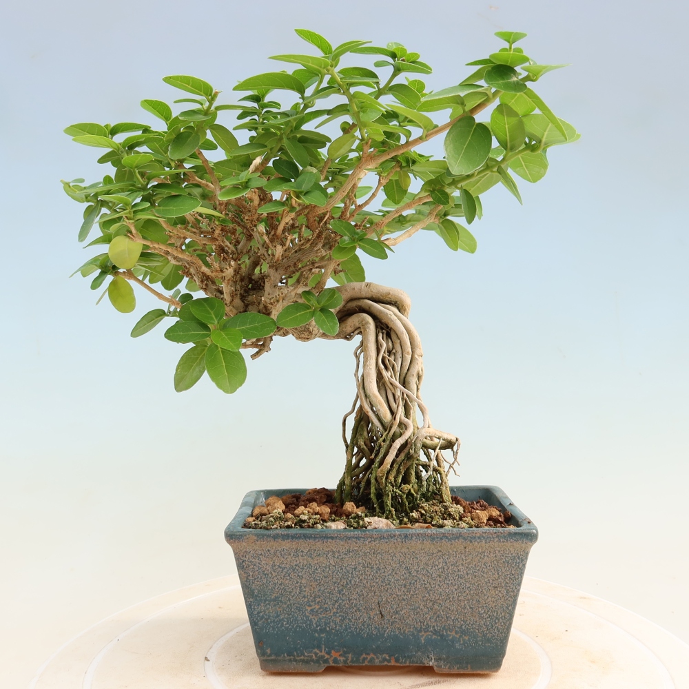 Zimmerbonsai - Premna serratifolia - Kozlovna malolista
