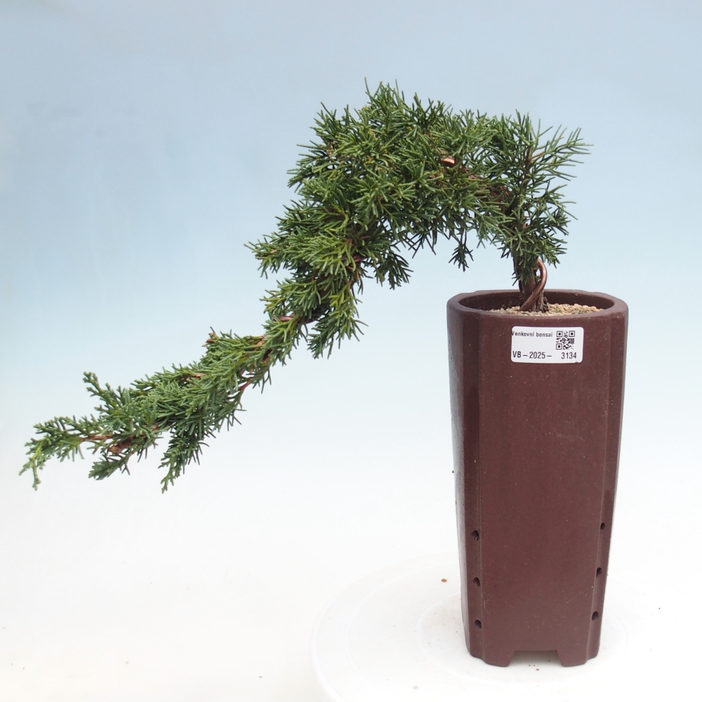 Bonsai im Freien - Juniperus chinensis Kishu - Chinesischer Wacholder