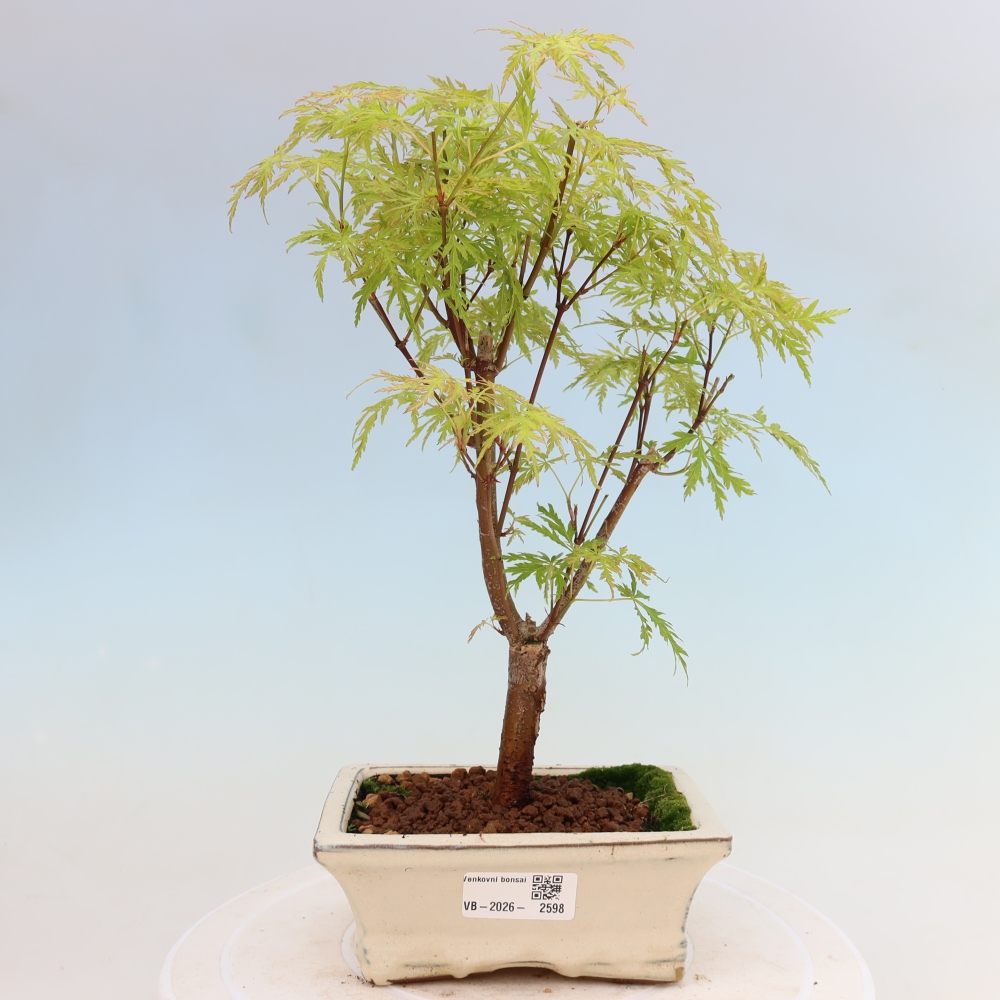 Bonsai für draußen - Acer palmatum Dissectum