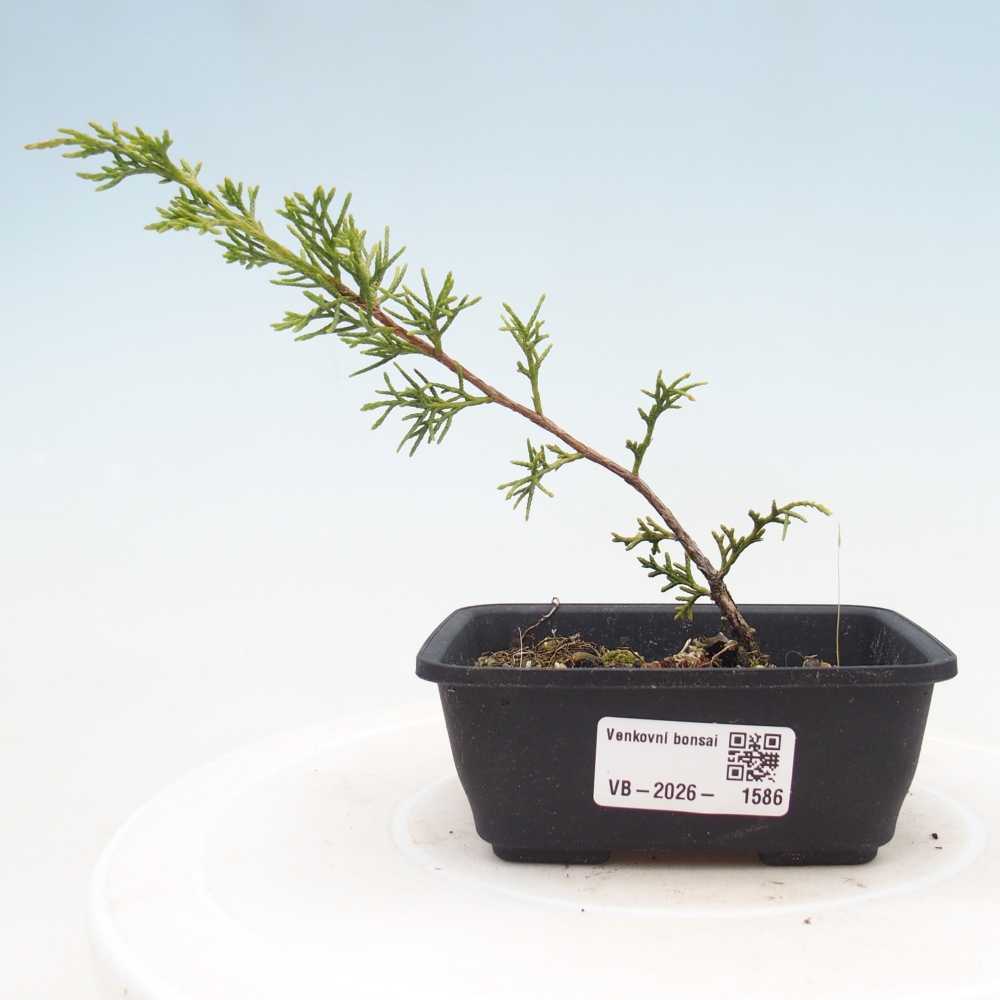 Bonsai für draußen - Juniperus chinensis Itoigawa
