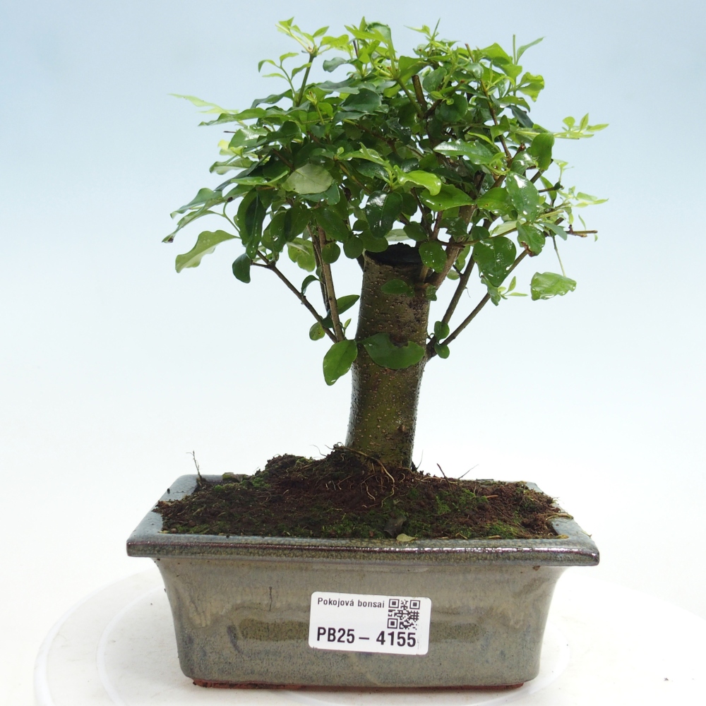 Zimmer Bonsai -Ligustrum chinensis - Vogelschnabel