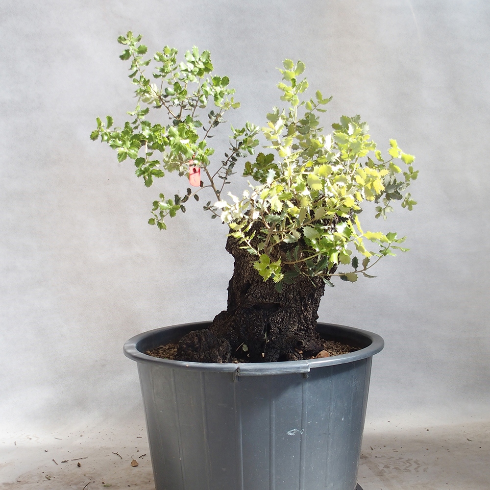Freilandbonsai Quercus Cerris - Eiche Cer