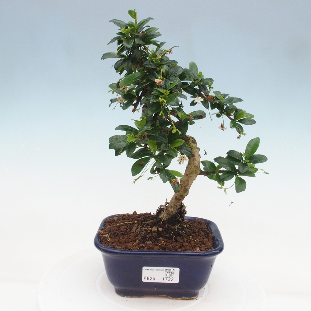 Zimmerbonsai - Carmona Macrophylla - Fuki-Tee