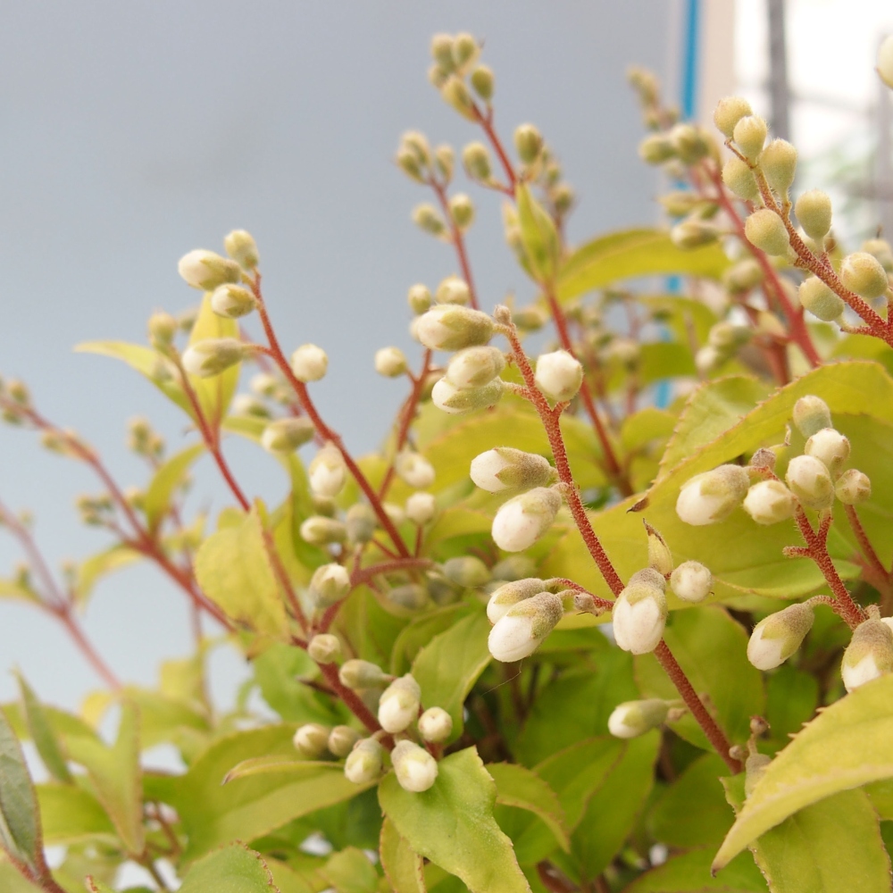 Outdoor bonsai - Deutzia scabra Candidissima - Trojpuk