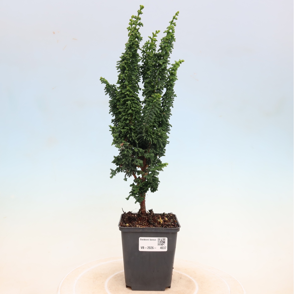 Bonsai für draußen - Cham. obtusa SEKKA HINOKI - Zypresse