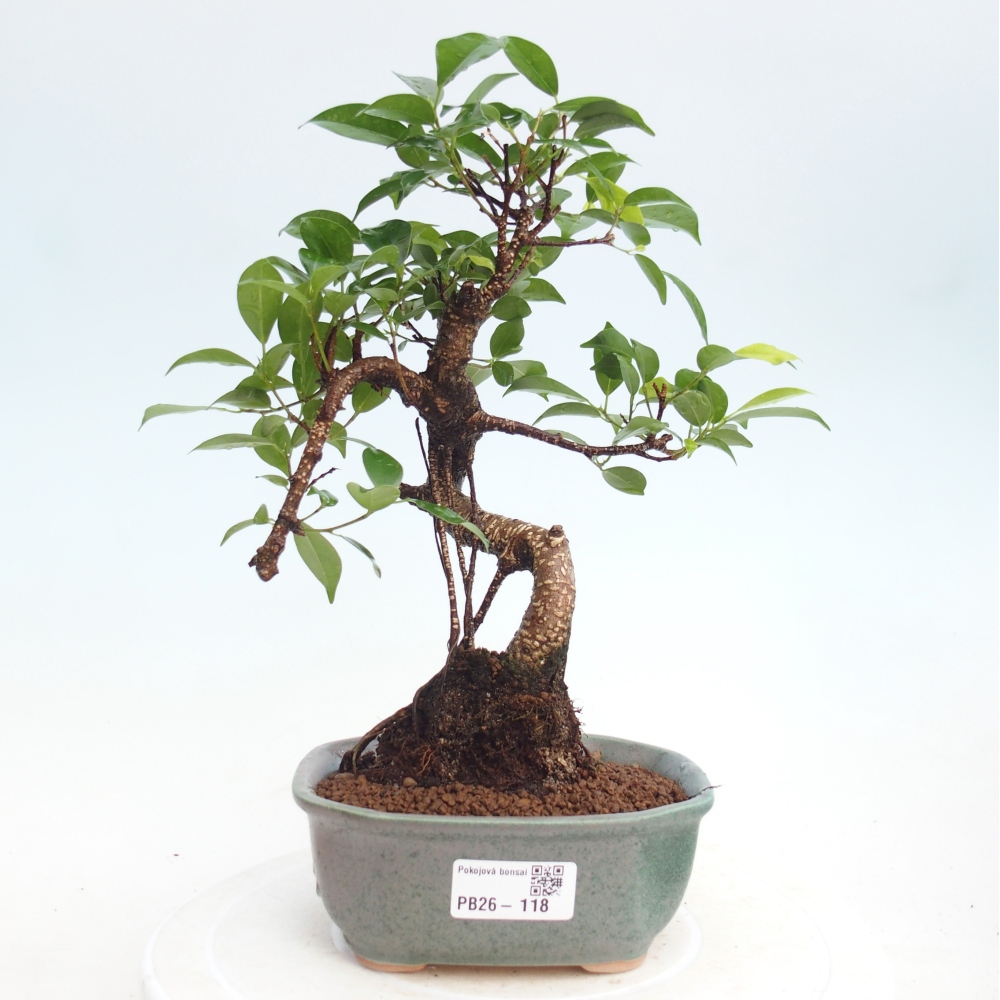 Zimmerbonsai - Ficus retusa - Kleinblättriger Ficus
