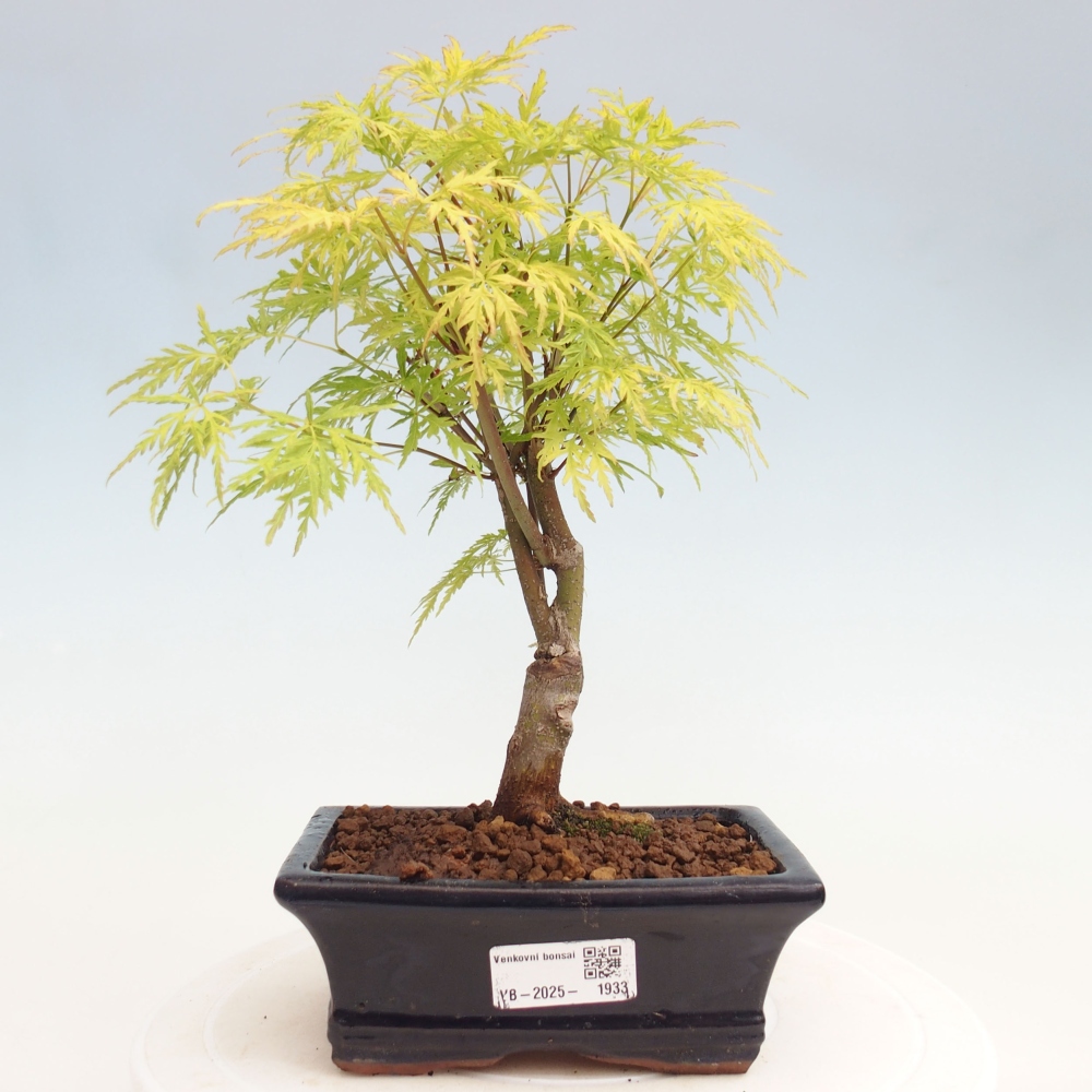 Bonsai im Freien - Acer palmatum Dissectum - japanischer Ahorn 