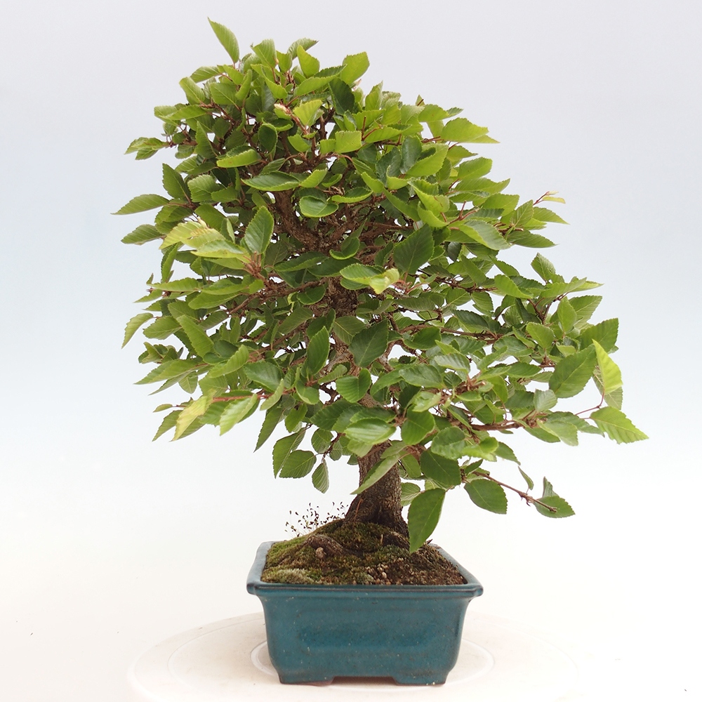 Bonsai im Freien - Carpinus Coreana - Koreanische Hainbuche