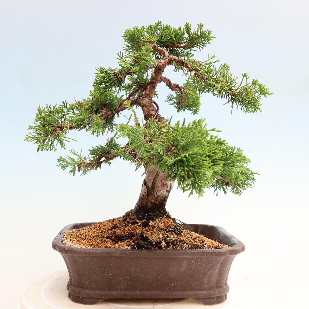 Bonsai für draußen - Juniperus chinensis Itoigawa-Juniperus chinensis
