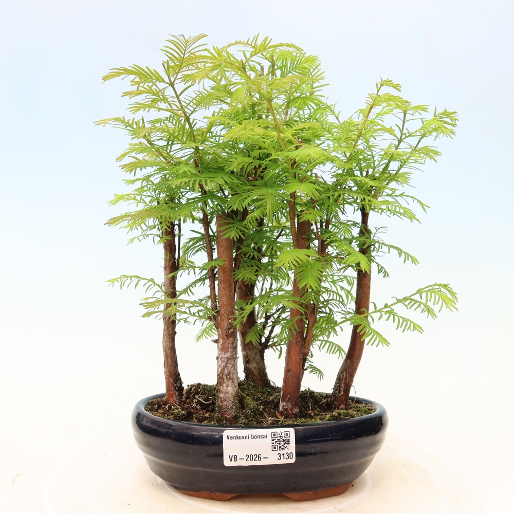 Bonsai für den Außenbereich – Metasequoia glyptostroboides – Chinesische Metasequoia – Wäldchen