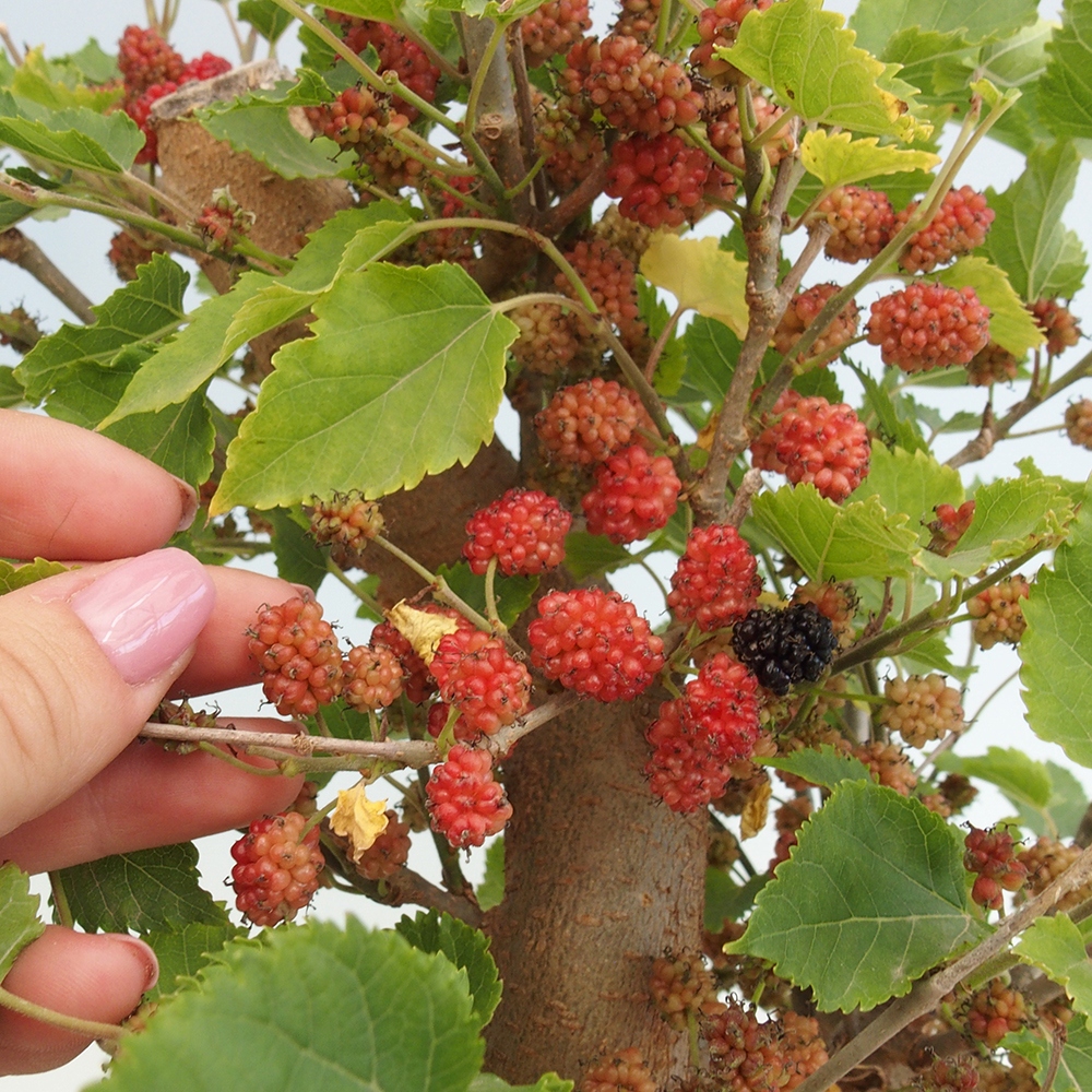 Bonsai im Freien - Morus alba - Maulbeere