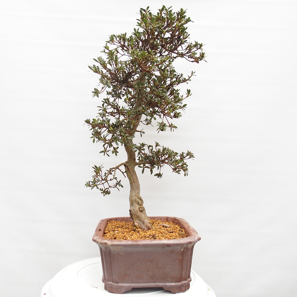 Bonsai für draußen - Japanische Azalee - Azalea satsuki