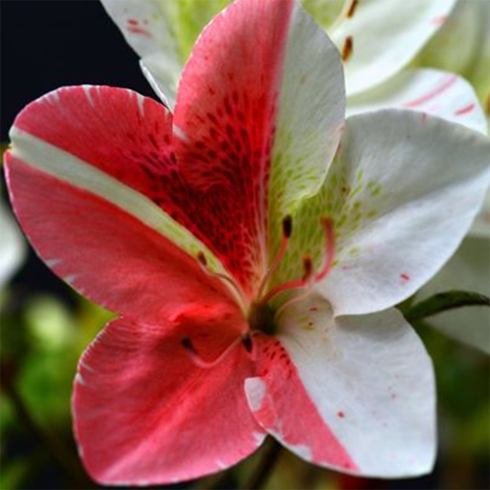 Bonsai für draußen - Japanische Azalee - Azalea Kisshoten