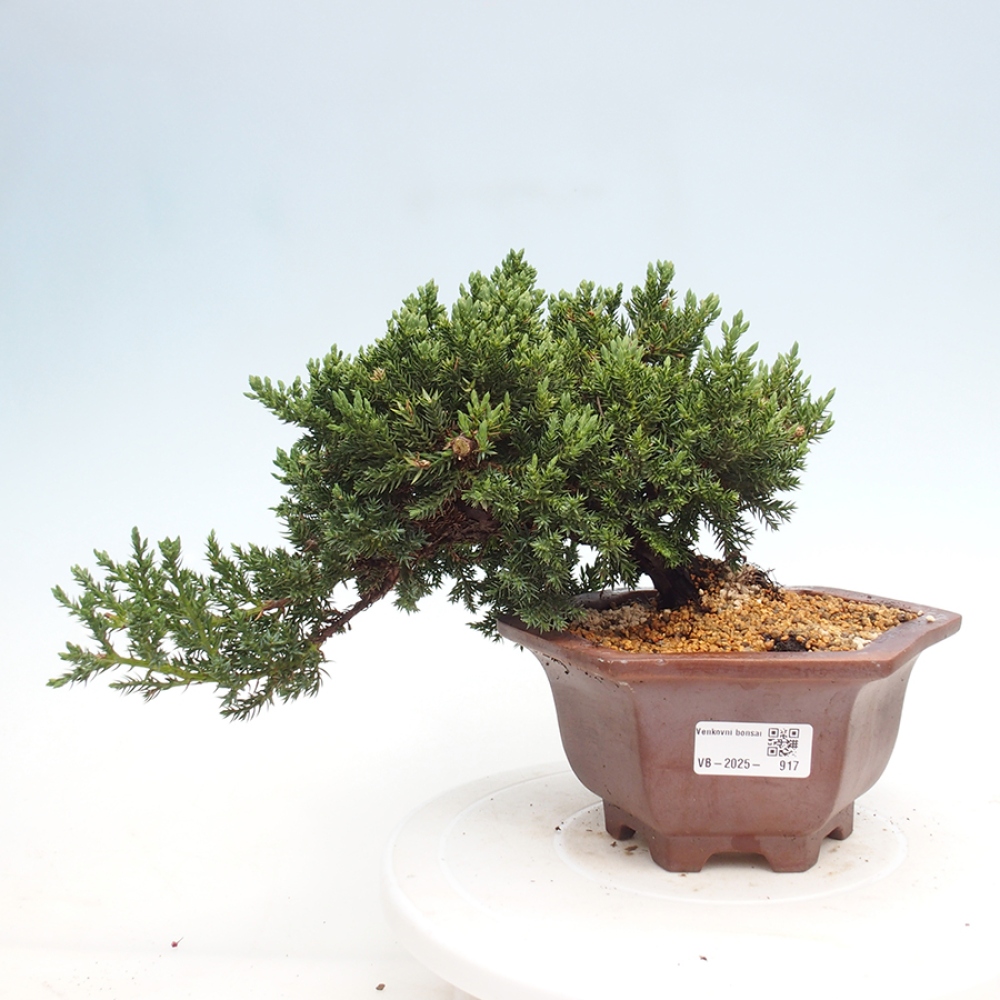 Bonsai im Freien - Juniperus procumbens - Niedergeworfener Wacholder
