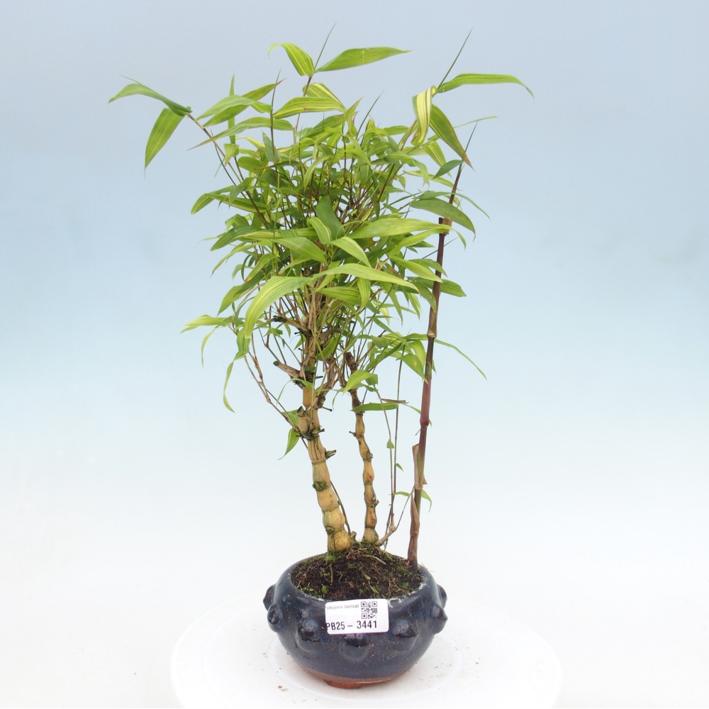 Zimmer Bonsai - Bambus budha-Bambus budha bauch