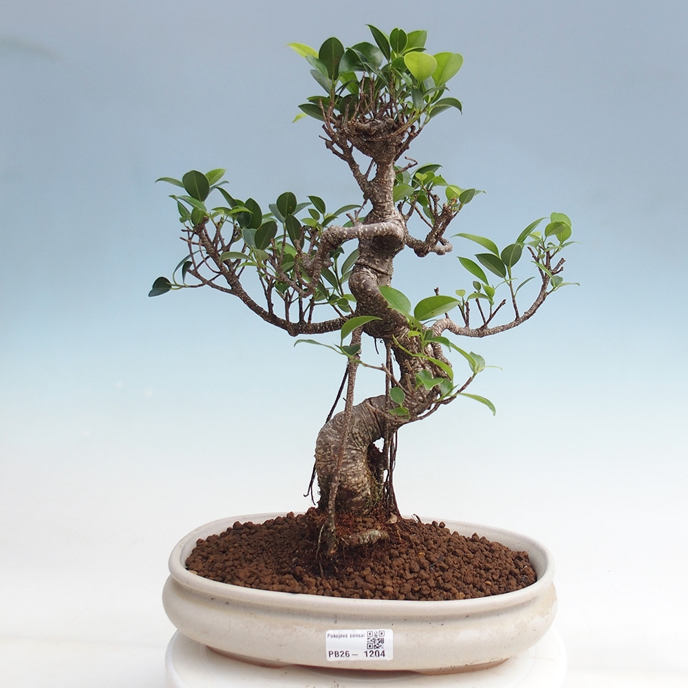 Zimmerbonsai - Ficus kimmen - Kleinblättriger Ficus