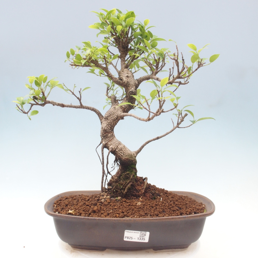Zimmerbonsai - Ficus kimmen - kleinblättriger Ficus