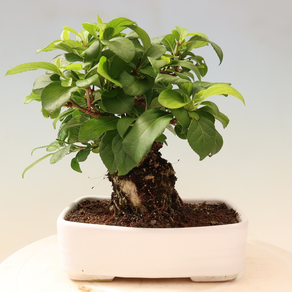 Bonsai für draußen - Celastrus orbiculatus