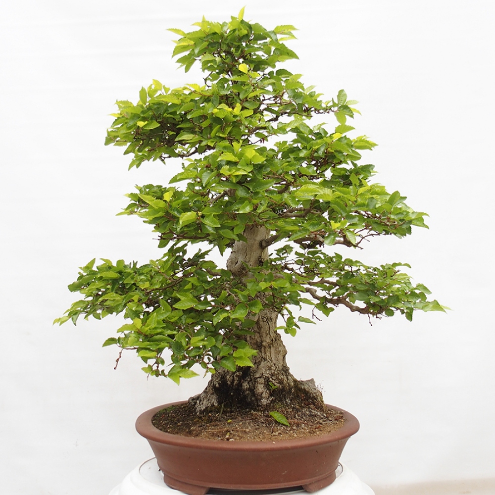 Bonsai im Freien -Carpinus CARPINOIDES - Koreanische Hainbuche