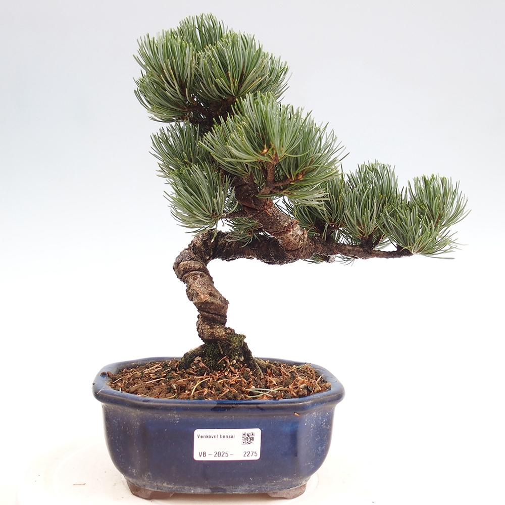 Bonsai im Freien - Pinus parviflora - kleine Kiefer