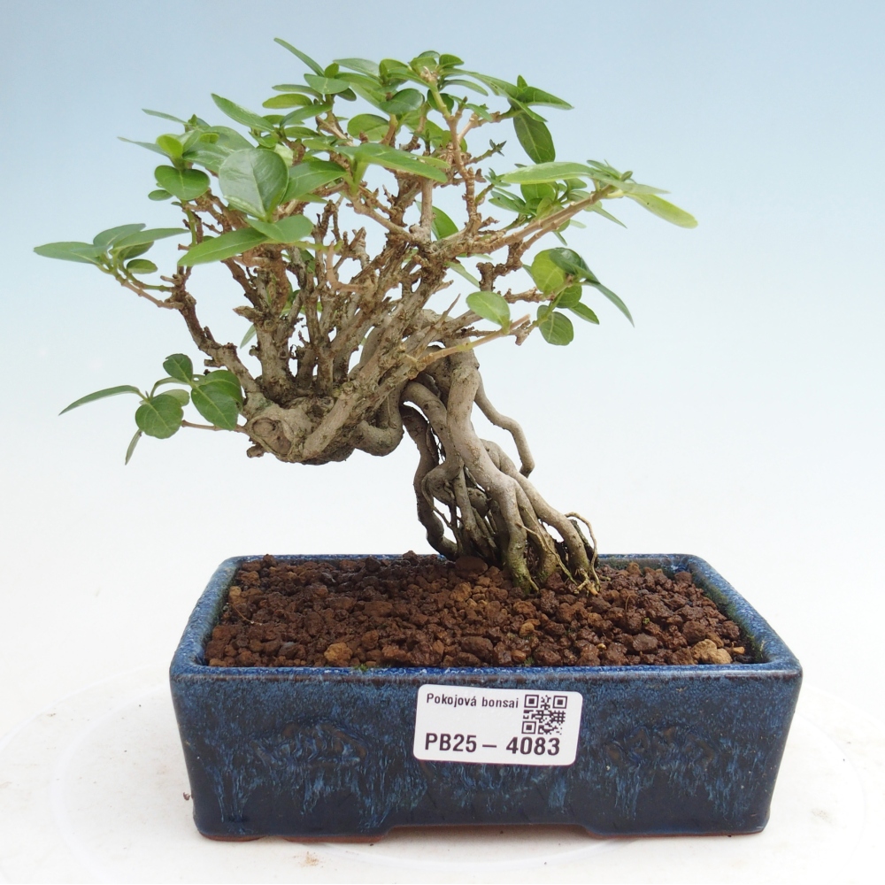 Zimmerbonsai - Premna serratifolia - Kozlovna malolista