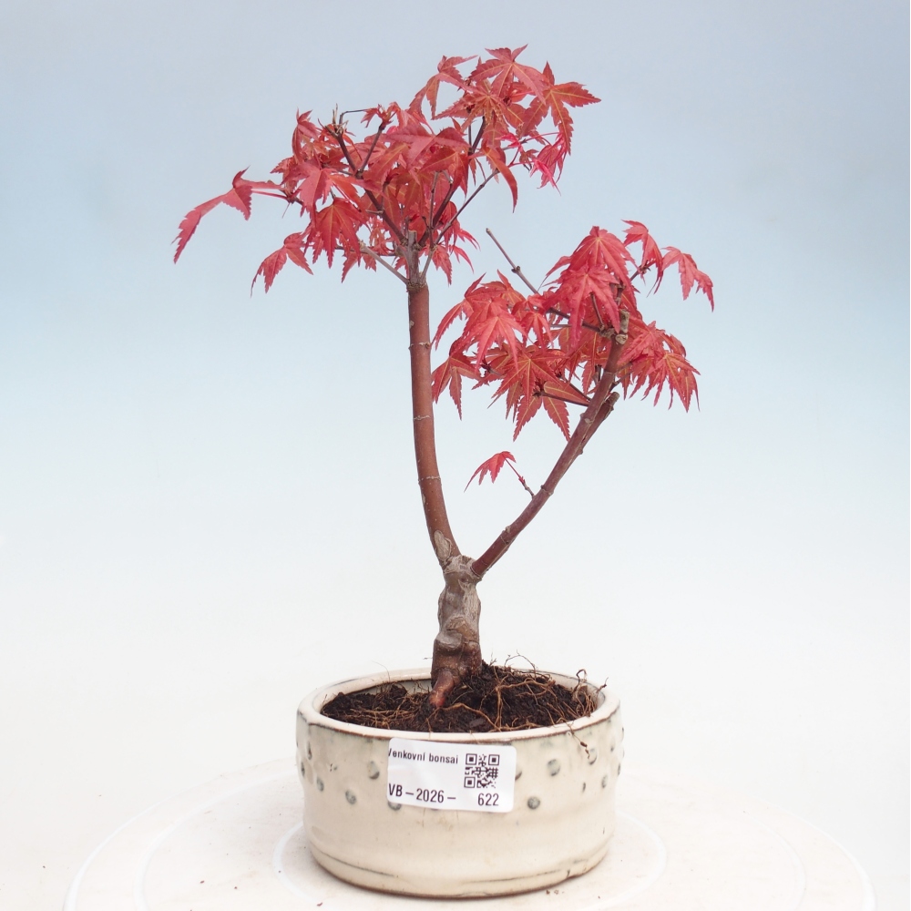 Bonsai für draußen - Acer palmatum DESHOJO