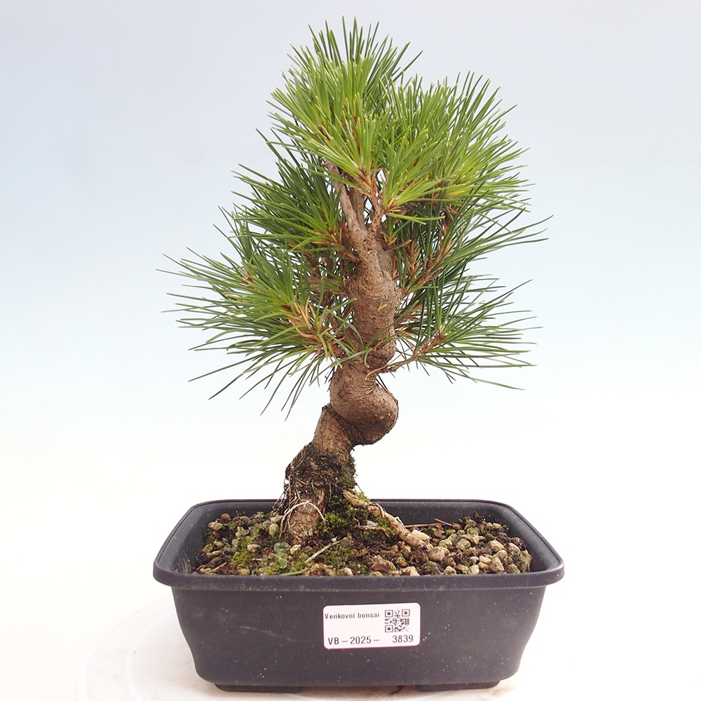 Bonsai für draußen - Pinus thunbergii - Thunberg-Kiefer