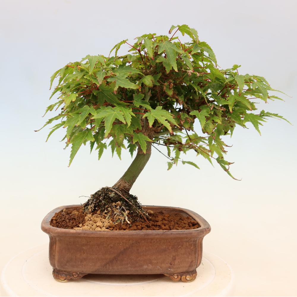 Acer palmatum KIOHIME - Palmetto-Ahorn