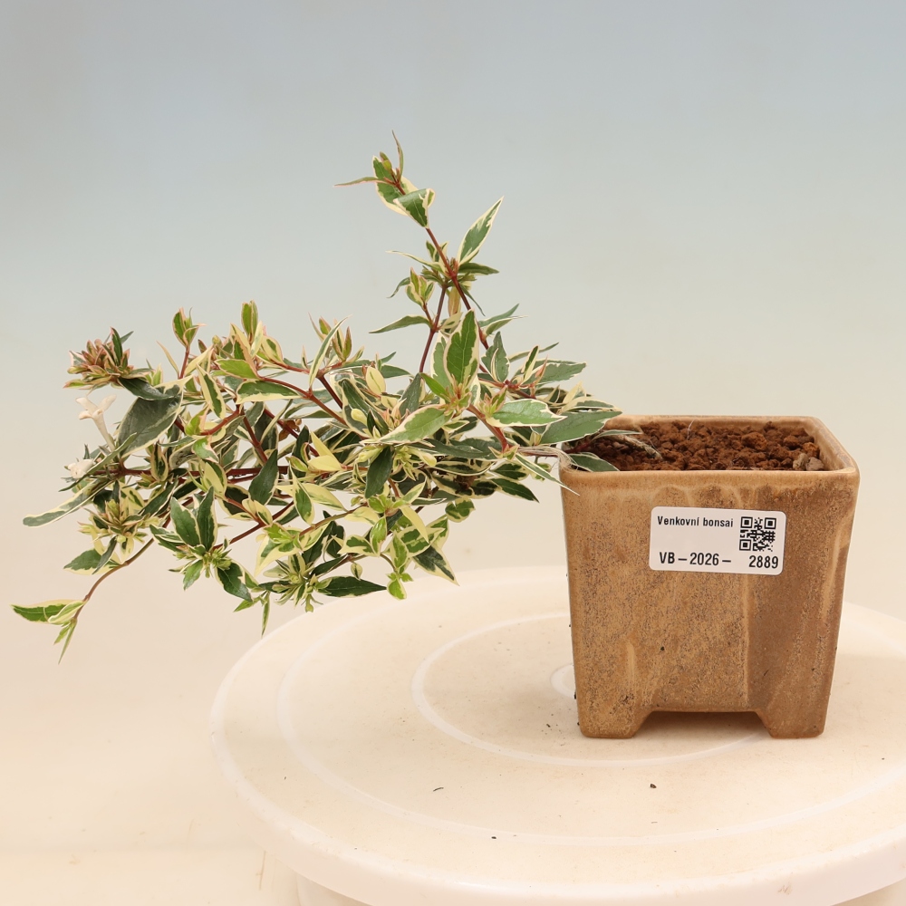 Bonsai für den Außenbereich – Abelia gr. Confetti – Großblütige Abelie