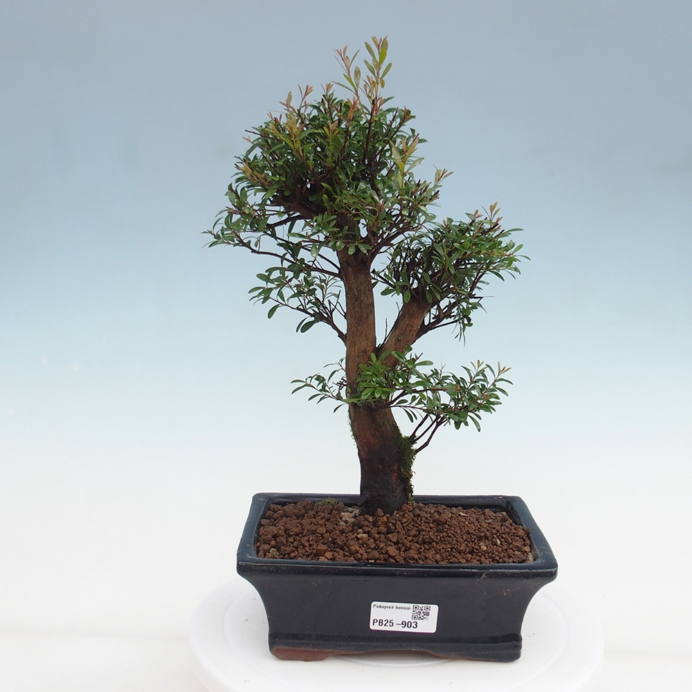 Zimmer Bonsai - Syzygium - Pimentovník